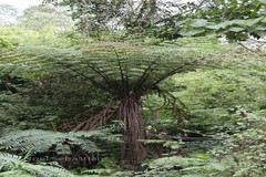 Cyathea nilgirensis